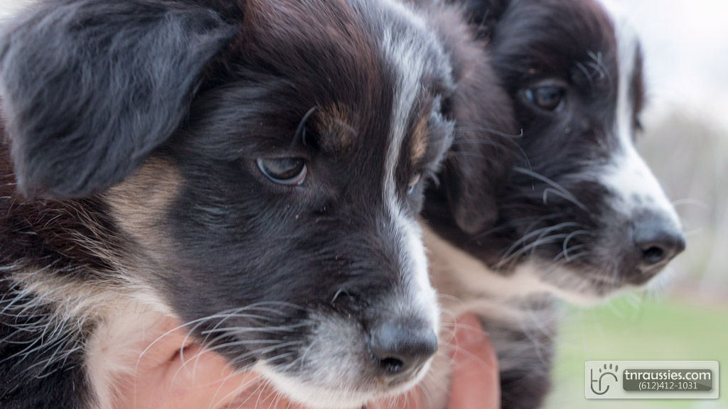 140510 TR4950 Australian Shepherd Puppies
