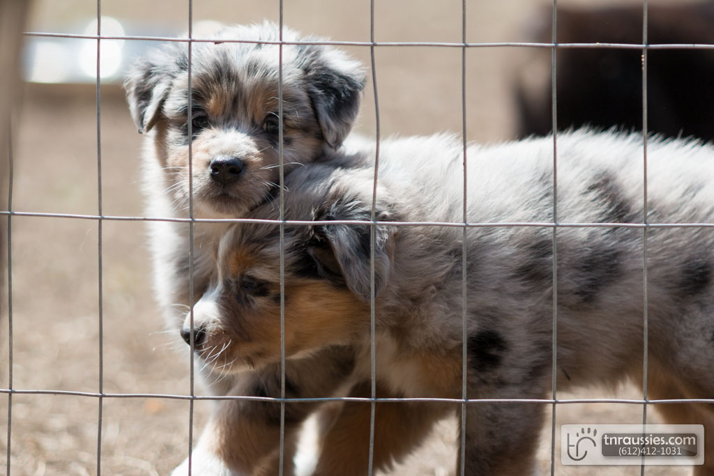 140422 TR2193 Australian Shepherd Puppies