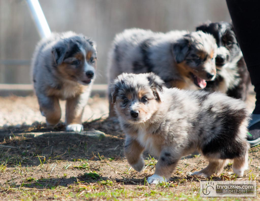140422 TR2326 Australian Shepherd Puppies
